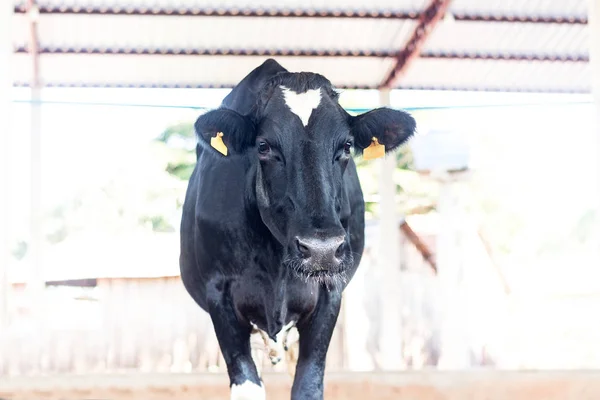 Vaca holandesa de leite no Composto do Celeiro. Sistema de contenção garante conforto aos animais e maior produtividade e qualidade do leite — Fotografia de Stock