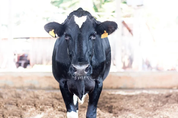 Vaca holandesa lechera en el Barn Compost. El sistema de contención garantiza la comodidad de los animales y una mayor productividad y calidad de la leche — Foto de Stock
