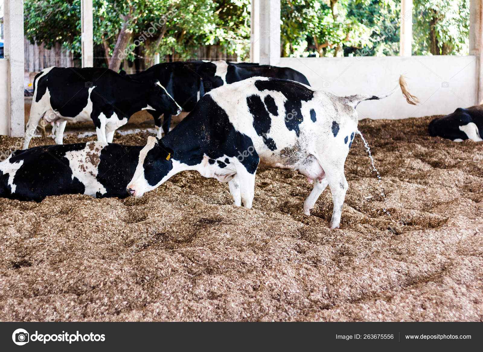 Milk cows in the Compost Barn a confinement system that ensures comfort to the animals and