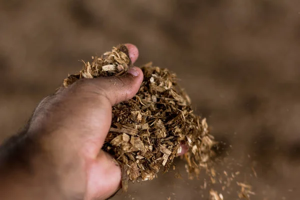 Szarvasmarha farmer elemzi fűrészpor és komposzt trágya a komposzt Barn rendszer. Az állatállomány összeszorítás nagyobb termelékenységet és minőséget biztosít a tejben — Stock Fotó
