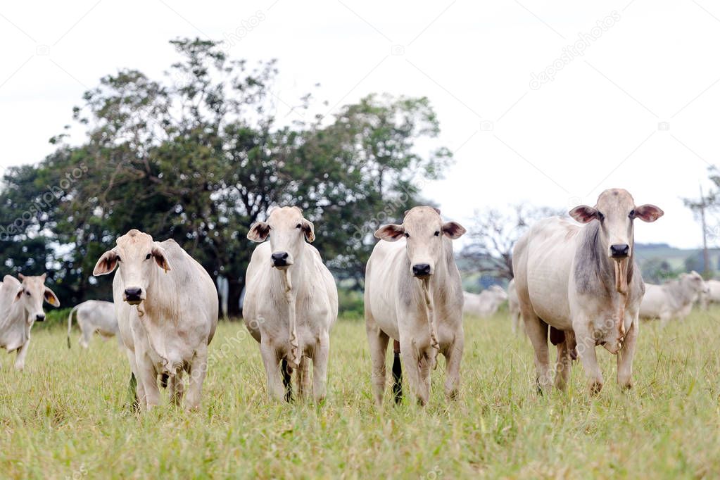 Nelore in the pasture of a farm in Brazil. Livestock concept. Cattle for fattening