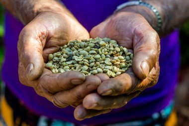 Çiftçi elinde çiğ kahve çekirdeği tutuyor. Tarım sektörü kavramı