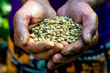 Çiftçi elinde çiğ kahve çekirdeği tutuyor. Tarım sektörü kavramı
