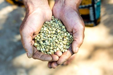 Çiftçi elinde çiğ kahve çekirdeği tutuyor. Tarım sektörü kavramı