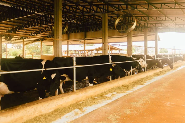 Vacas Leiteiras Num Confinamento Chamado Celeiro Composto Sistema Visa Melhorar — Fotografia de Stock