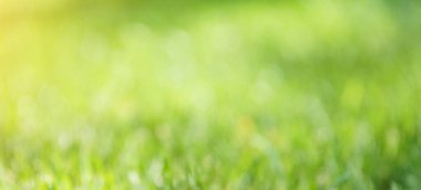 Yeşil çimen arka plan ve güneş ışığı bulanık. Tasarım için banner.