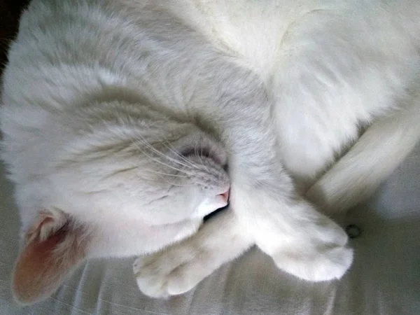 Mladá Krátké Vlasy Bílá Kočka Spící Schoulená — Stock fotografie
