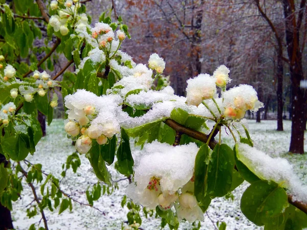Anomalía Meteorológica Cambio Clima Los Manzanos Florecientes Están Cubiertos Nieve — Foto de Stock