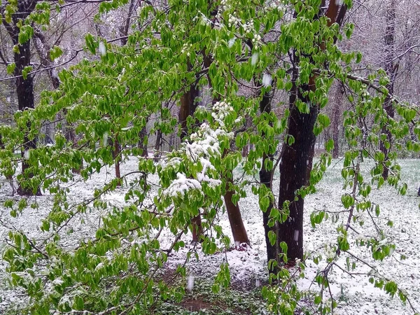 Los Manzanos Florecientes Están Cubiertos Nieve Anomalía Meteorológica Cambio Clima — Foto de Stock