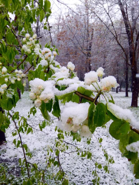 Anomalía Meteorológica Cambio Clima Los Manzanos Florecientes Están Cubiertos Nieve — Foto de Stock