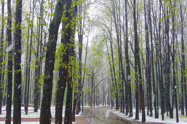 Schuss Von Der Straße Park Schnee Fällt Frühling Wetteranomalie Veränderung — Stockfoto