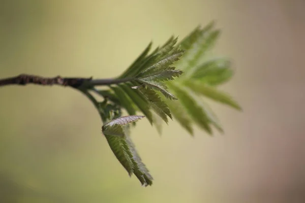 Erken Ilkbaharda Orman Uyanıyor — Stok fotoğraf