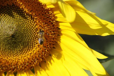 parlak sarı ayçiçeği çiçek