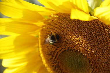 parlak sarı ayçiçeği çiçek