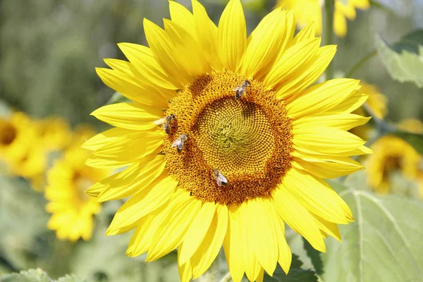 Bright Yellow Sunflower Flowers — Stock Photo, Image