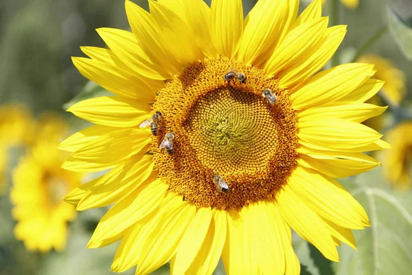 Bright Yellow Sunflower Flowers — Stock Photo, Image