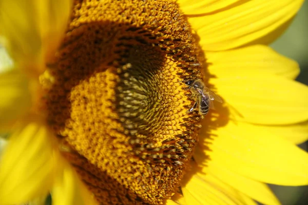 Bright Yellow Sunflower Flowers — Stock Photo, Image