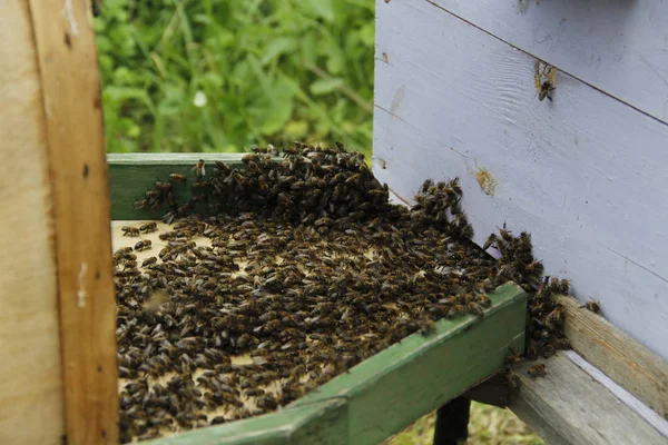 bees swarm every summer