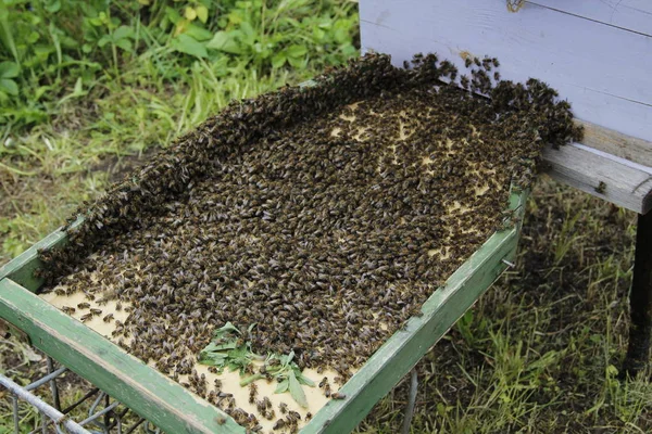 bees swarm every summer