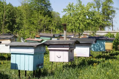 Arıcılık içinde uğraşan kırsal alanda