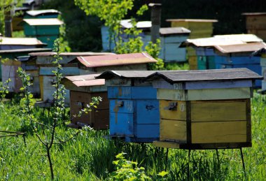 Arıcılık içinde uğraşan kırsal alanda