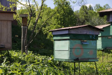 Arıcılık içinde uğraşan kırsal alanda