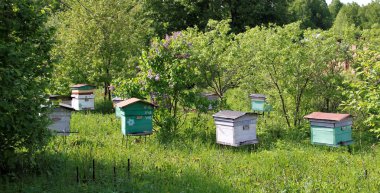 Arıcılık içinde uğraşan kırsal alanda