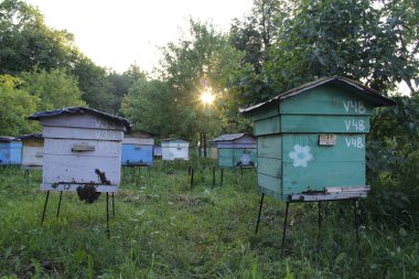 Arıcılık içinde uğraşan kırsal alanda