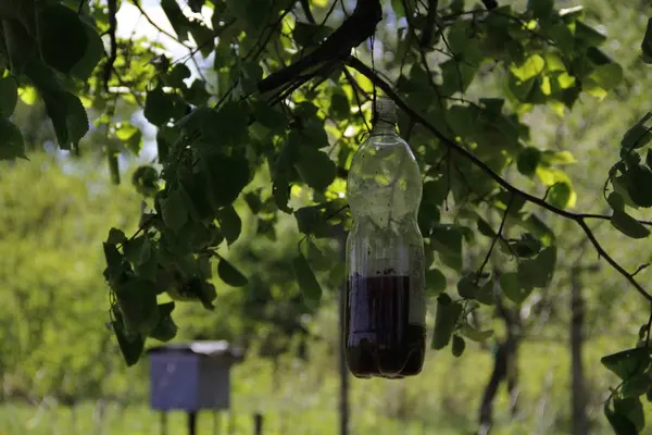 Arıcılık içinde uğraşan kırsal alanda