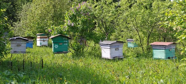 Rural Areas Engaged Beekeeping — Stock Photo, Image