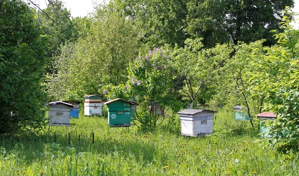 in rural areas engaged in beekeeping