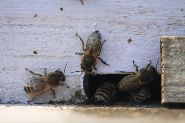 Abejas Regresan Colmena —  Fotos de Stock