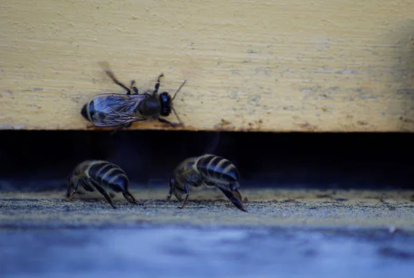 Пчелы Возвращаются Свой Улей — стоковое фото