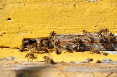 Arılar kovana geri dönmek