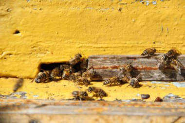 Arılar kovana geri dönmek