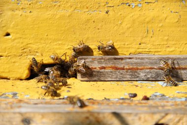 Arılar kovana geri dönmek