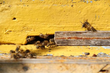 Arılar kovana geri dönmek