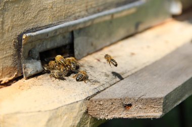 Arılar kovana geri dönmek