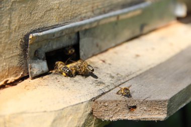 Arılar kovana geri dönmek