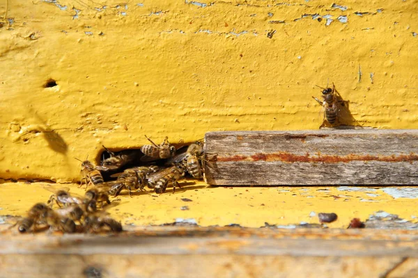 Abejas Regresan Colmena —  Fotos de Stock