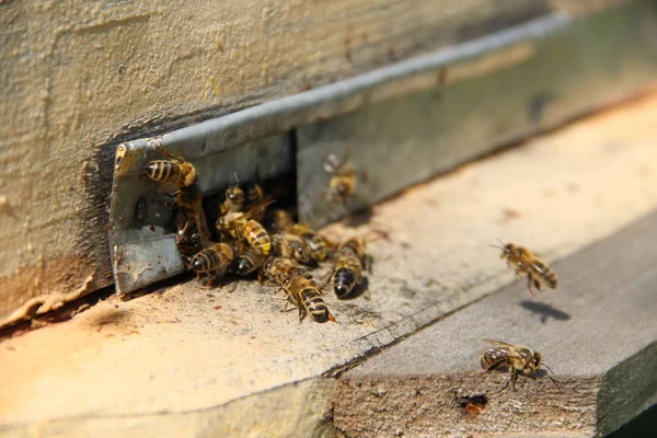 Abejas Regresan Colmena —  Fotos de Stock