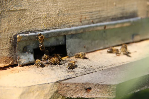 Bees Return Hive — Stock Photo, Image