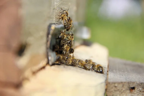 Abejas Regresan Colmena —  Fotos de Stock