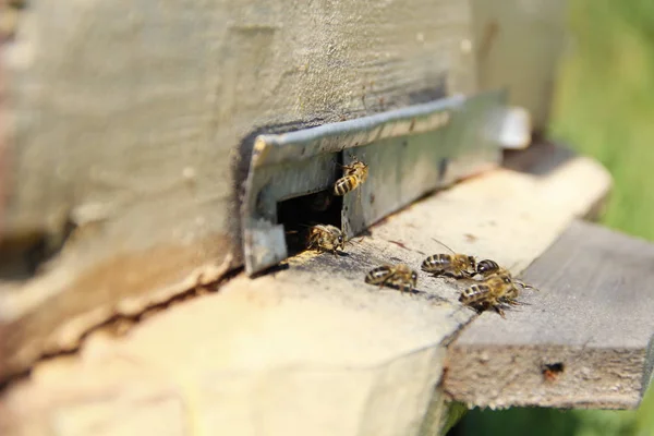 Bees Return Hive — Stock Photo, Image