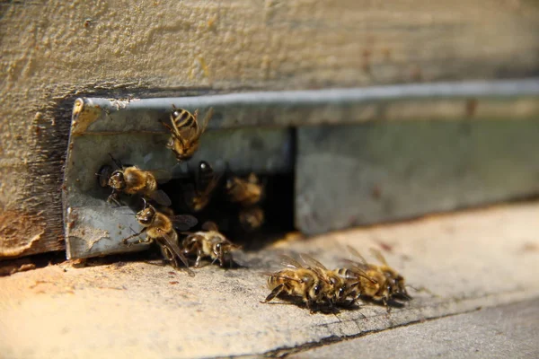 Arılar kovana geri dönmek