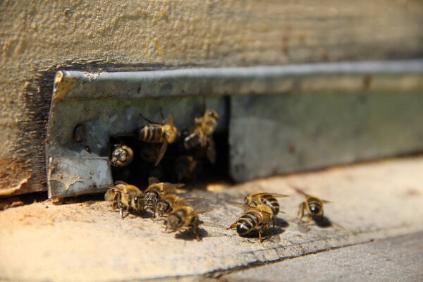 bees return to their hive