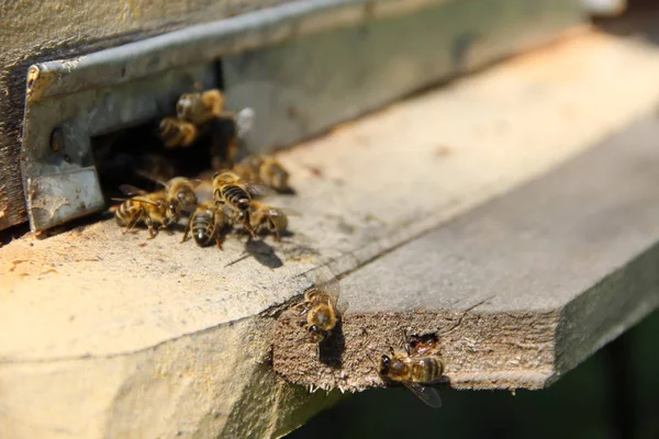 Abejas Regresan Colmena — Foto de Stock