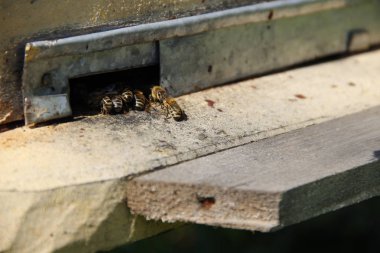 Arılar kovana geri dönmek