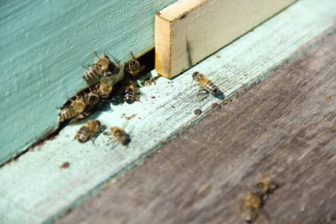 Arılar kovana geri dönmek