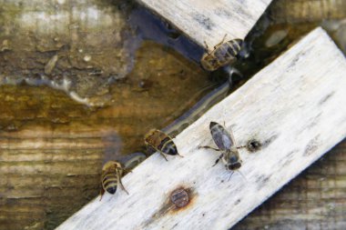 Arılar tuzlu su içmek
